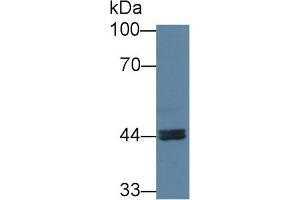 Western Blot; Sample: Human Jurkat cell lysate; Primary Ab: 3µg/ml Rabbit Anti-Human ARNT2 Antibody Second Ab: 0. (ARNT2 抗体  (AA 1-209))