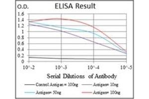 ELISA image for anti-Ribosomal Protein S6 Kinase, 70kDa, Polypeptide 1 (RPS6KB1) antibody (ABIN1108904) (RPS6KB1 抗体)