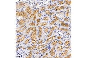Immunohistochemistry of paraffin embedded mouse kidney using Megalin (ABIN7074514) at dilution of 1:1000 (400x lens) (LRP2 抗体)