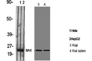 Western Blot (WB) analysis of specific cells using Bax Polyclonal Antibody. (BAX 抗体  (Internal Region))