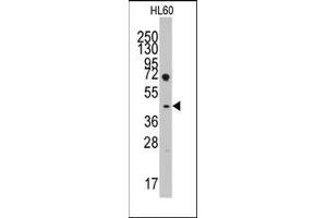 Western blot analysis of anti-LEFTB(C-term) Pab in HL60 cell line lysates (35ug/lane). (LEFTY1 抗体  (C-Term))