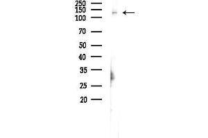 anti-Ubiquitin Specific Peptidase 36 (USP36) antibody