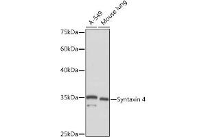 Western blot analysis of extracts of various cell lines, using Syntaxin 4 Rabbit mAb (ABIN7270687) at 1:1000 dilution. (Syntaxin 4 抗体)