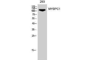 Western Blotting (WB) image for anti-Myosin Binding Protein C, Slow Type (MYBPC1) (Internal Region) antibody (ABIN3176165) (MYBPC1 抗体  (Internal Region))