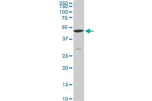 Western Blotting (WB) image for anti-Cleavage and Polyadenylation Specific Factor 6, 68kDa (CPSF6) (AA 37-136) antibody (ABIN524445)