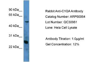 Western Blotting (WB) image for anti-Complement Component 1, Q Subcomponent, A Chain (C1QA) (N-Term) antibody (ABIN2788322)