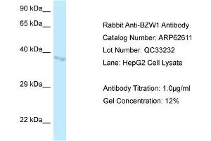 Western Blotting (WB) image for anti-Basic Leucine Zipper and W2 Domains 1 (BZW1) (N-Term) antibody (ABIN2789188) (BZW1 抗体  (N-Term))