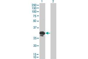 Western Blot analysis of BDNF expression in transfected 293T cell line by BDNF monoclonal antibody (M02), clone 1B10. (BDNF 抗体  (AA 1-247))