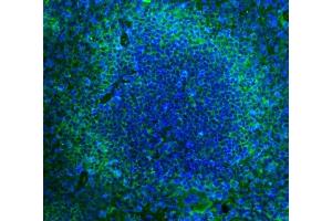 IF analysis of Cd2 using anti-Cd2 antibody (ABIN7601386).