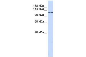 WB Suggested Anti-XPO5 Antibody Titration:  0. (XPO5 抗体  (N-Term))