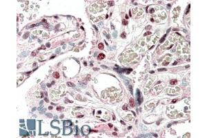 ABIN1590105 (5µg/ml) staining of paraffin embedded Human Placenta. (CREB3L2 抗体  (N-Term))