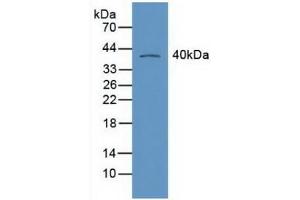 Detection of RXRg in Mouse Heart Tissue using Polyclonal Antibody to Retinoid X Receptor Gamma (RXRg) (Retinoid X Receptor gamma 抗体  (AA 12-220))