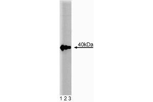 Western blot analysis of PKA[C] on HeLa cell lysate.
