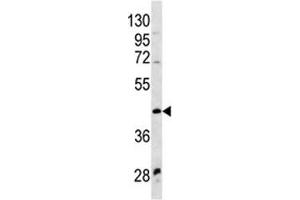 WNT9A antibody western blot analysis in NCI-H460 lysate (WNT9A 抗体  (AA 216-244))