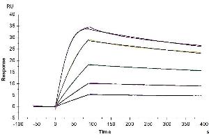 Surface Plasmon Resonance (SPR) image for Plasminogen Activator, Urokinase (PLAU) (AA 21-430) protein (His tag) (ABIN7275453)