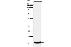 Western blot analysis of CCL27 expression in Human CCL27 recombinant protein cell lysate.