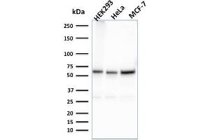 Western Blot Analysis of HEK293, HeLa, MCF-7 cell lysates using Purified FAF1 Mouse Monoclonal Antibody (CPTC-FAF1-2). (FAF1 抗体)