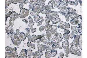 (ABIN185465) Negative Control showing staining of paraffin embedded Human Placenta, with no primary antibody. (GDF15 抗体  (C-Term))