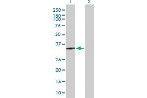 Western Blot analysis of XRCC2 expression in transfected 293T cell line by XRCC2 MaxPab polyclonal antibody. (XRCC2 抗体  (AA 1-280))