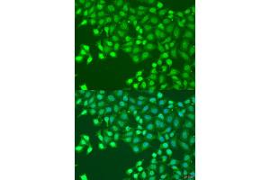 Immunofluorescence analysis of U2OS cells using HLF antibody (ABIN1873036) at dilution of 1:100. (HLF 抗体)