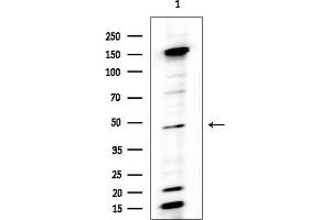 Western blot analysis of lysates from Mouse testis, using TPBG Antibody at 1/1000 dilution.