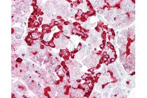 Anti-GP2 antibody IHC of human pancreas. (GP2 抗体  (AA 182-231))