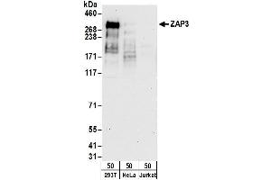 Western Blotting (WB) image for anti-YLP Motif Containing 1 (YLPM1) (AA 1350-1400) antibody (ABIN7455004)