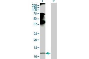 Western Blot analysis of CCL21 expression in transfected 293T cell line by CCL21 MaxPab polyclonal antibody. (CCL21 抗体  (AA 1-134))
