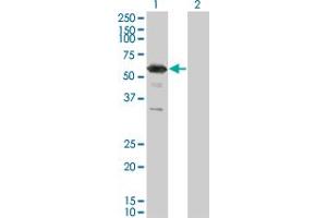 Western Blot analysis of RXRG expression in transfected 293T cell line by RXRG monoclonal antibody (M01), clone 6H1. (Retinoid X Receptor gamma 抗体  (AA 1-75))