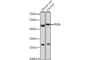 Western blot analysis of extracts of various cell lines, using PILRA Rabbit pAb (ABIN7269157) at 1:1000 dilution. (PILRA 抗体)