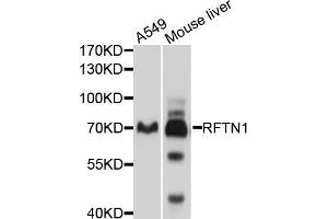 Western blot analysis of extracts of various cell lines, using RFTN1 antibody (ABIN5998690) at 1/1000 dilution. (RFTN1 抗体)