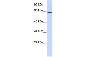 Western Blotting (WB) image for anti-Leukotriene A4 Hydrolase (LTA4H) antibody (ABIN2459740) (LTA4H 抗体)