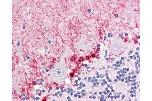 Anti-FABP7 / BLBP antibody IHC of human brain, cerebellum. (FABP7 抗体  (AA 1-132))