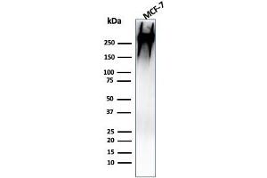 Western Blot Analysis of human MCF-7 cell lysate using MUC-1 / CA15-3 / EMA Mouse Monoclonal Antibody (MUC1/955). (MUC1 抗体)