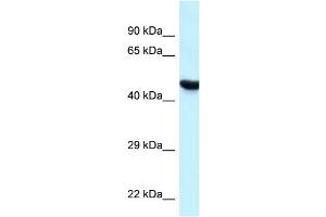 WB Suggested Anti-HYAL3 Antibody Titration: 1. (HYAL3 抗体  (C-Term))