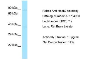 Western Blotting (WB) image for anti-Hook Homolog 2 (HOOK2) (Middle Region) antibody (ABIN970887) (HOOK2 抗体  (Middle Region))