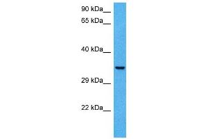 Host:  Mouse  Target Name:  CCNH  Sample Tissue:  Mouse Skeletal Muscle  Antibody Dilution:  1ug/ml (Cyclin H 抗体  (N-Term))