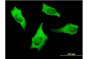 Immunofluorescence (IF) image for anti-Myosin 9 (MYH9) (AA 131-221) antibody (ABIN781937) (Myosin 9 抗体  (AA 131-221))