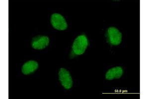 Immunofluorescence (IF) image for anti-F-Box Protein 28 (FBXO28) (AA 1-368) antibody (ABIN525037)