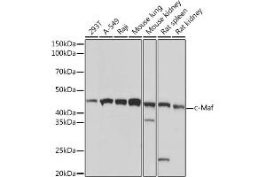 Western blot analysis of extracts of various cell lines, using c-Maf Rabbit mAb (ABIN7271262) at 1:1000 dilution. (MAF 抗体)