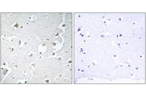 Immunohistochemistry analysis of paraffin-embedded human brain tissue, using JIP1 (Ab-103) Antibody. (MAPK8IP1 抗体  (AA 69-118))