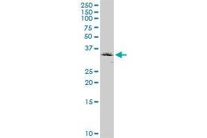 RCN2 MaxPab rabbit polyclonal antibody. (RCN2 抗体  (AA 1-317))