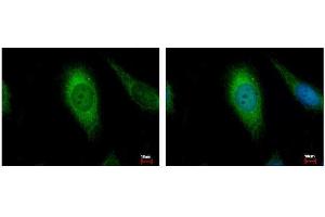 ICC/IF Image AIF antibody [N1N2], N-term detects AIFM1 protein at Mitochondria by immunofluorescent analysis. (AIF 抗体  (N-Term))