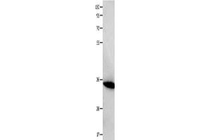 Gel: 10+12 % SDS-PAGE, Lysate: 40 μg, Lane: Mouse heart tissue, Primary antibody: ABIN7129537(FOXS1 Antibody) at dilution 1/200, Secondary antibody: Goat anti rabbit IgG at 1/8000 dilution, Exposure time: 10 seconds (FOXS1 抗体)