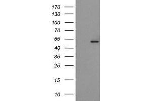 Image no. 1 for anti-Protein O-Fucosyltransferase 2 (POFUT2) antibody (ABIN1500325) (POFUT2 抗体)