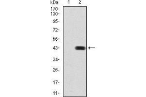 Western blot analysis using BMP2 mAb against HEK293 (1) and BMP2 (AA: 283-396)-hIgGFc transfected HEK293 (2) cell lysate. (BMP2 抗体  (AA 283-396))