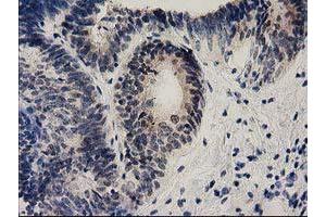 Immunohistochemistry (IHC) image for anti-Ephrin A2 (EFNA2) antibody (ABIN1497952) (Ephrin A2 抗体)