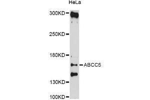 Western blot analysis of extracts of HeLa cells, using ABCC5 antibody (ABIN5997173) at 1/1000 dilution. (ABCC5 抗体)