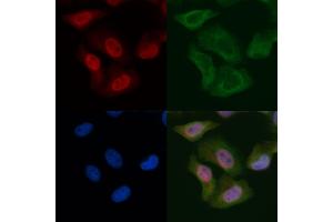 WEE1 Mouse Monoclonal Antibody staining Hela cells by IF/ICC. (WEE1 抗体)