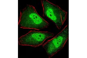 Fluorescent image of Hela cells stained with XAF1 PS Antibody (ABIN1539887 and ABIN2843849). (PSMA5 抗体)